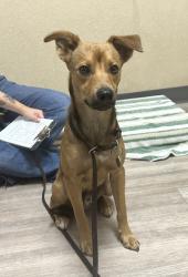 Shelter Stray Male Dog last seen Hacienda Drive, Oceanside, CA, 92054, Oceanside, CA 92058, USA