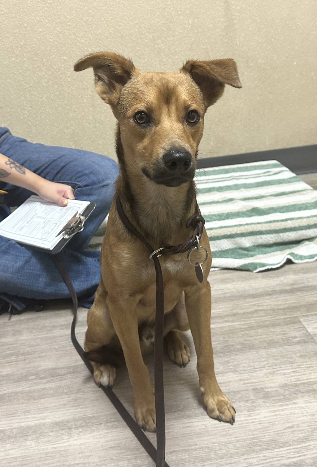 Shelter Stray Male Dog last seen Hacienda Drive, Oceanside, CA, 92054, Oceanside, CA 92058, USA