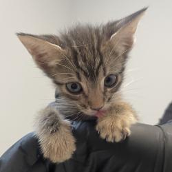 Shelter Stray Male Cat last seen Apt 10,3980 Texas Street, San Diego, CA, 92104, 5500 Gaines St, San Diego, CA 92110, USA