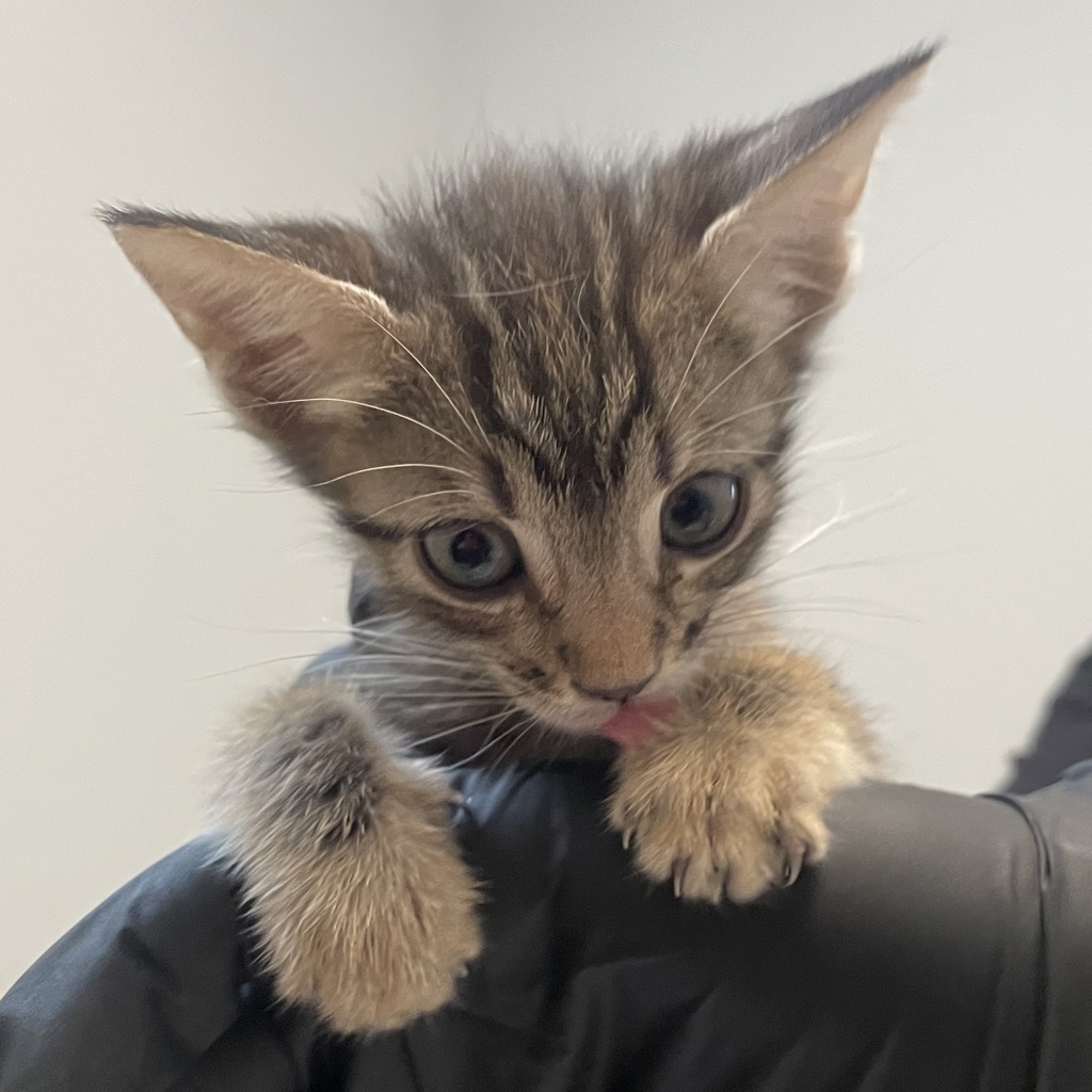 Shelter Stray Male Cat last seen Apt 10,3980 Texas Street, San Diego, CA, 92104, 5500 Gaines St, San Diego, CA 92110, USA