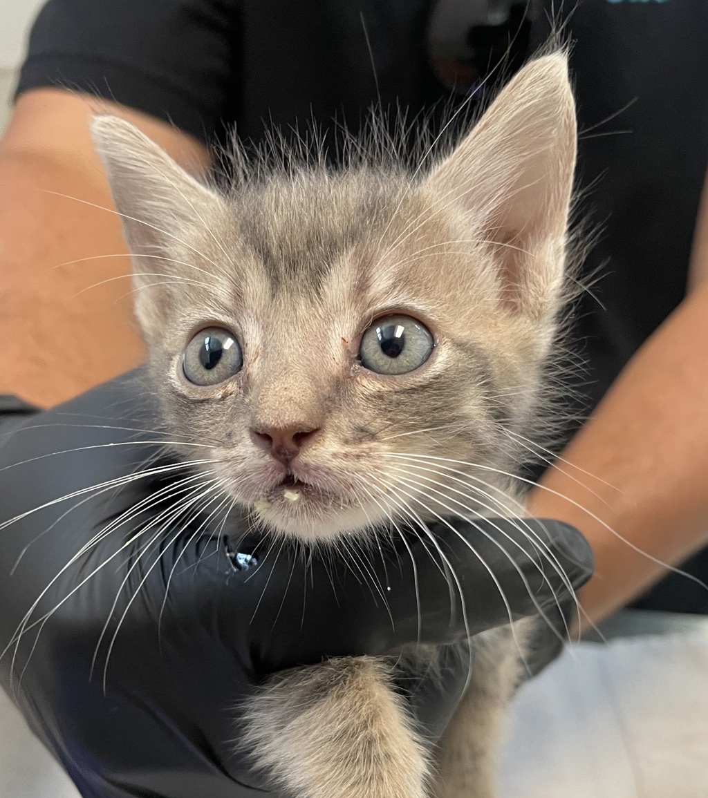 Shelter Stray Male Cat last seen Apt 10,3980 Texas Street, San Diego, CA, 92104, 5500 Gaines St, San Diego, CA 92110, USA