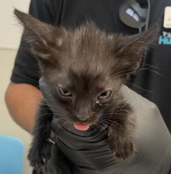 Shelter Stray Male Cat last seen Apt 10,3980 Texas Street, San Diego, CA, 92104, 5500 Gaines St, San Diego, CA 92110, USA