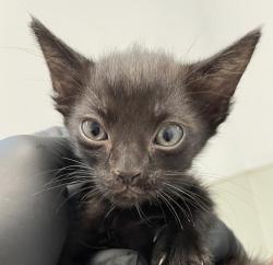 Shelter Stray Male Cat last seen Apt 10,3980 Texas Street, San Diego, CA, 92104, 5500 Gaines St, San Diego, CA 92110, USA