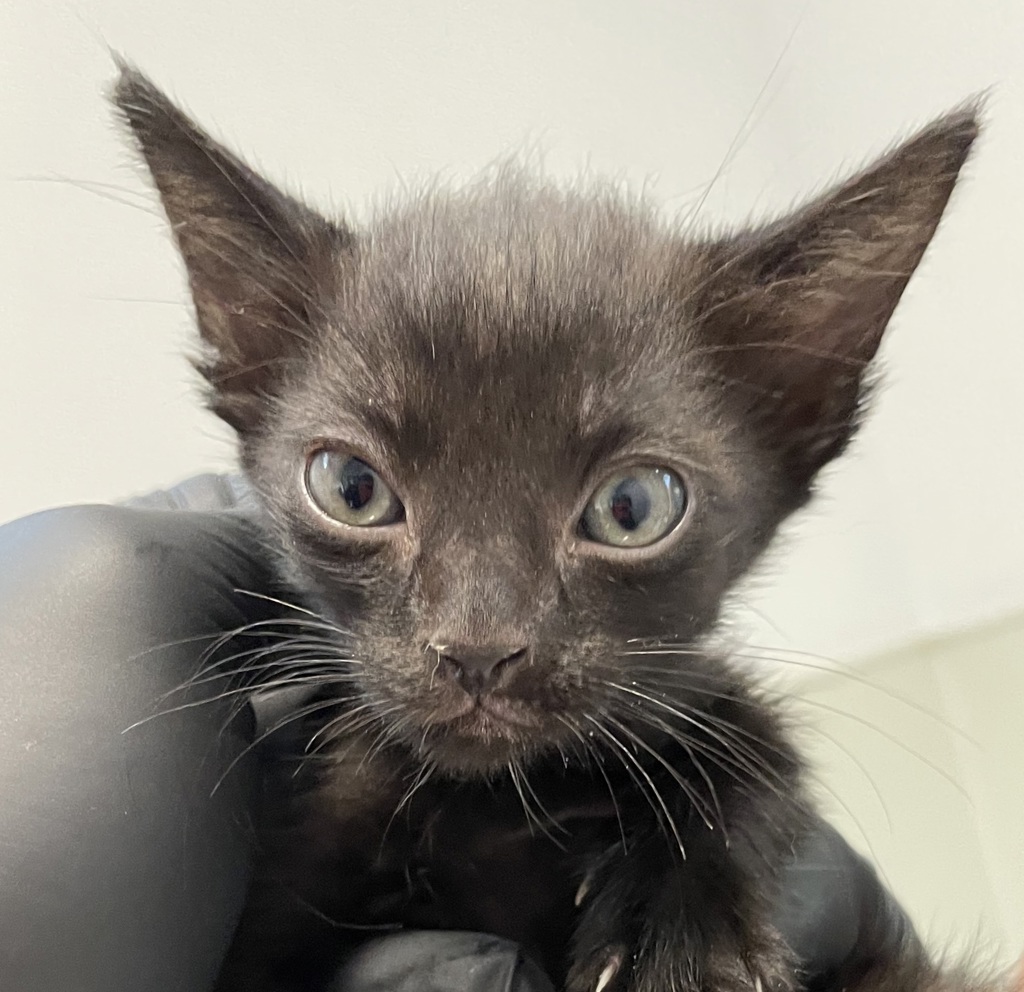 Shelter Stray Male Cat last seen Apt 10,3980 Texas Street, San Diego, CA, 92104, 5500 Gaines St, San Diego, CA 92110, USA