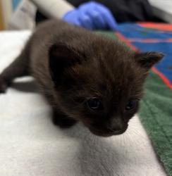 Shelter Stray Female Cat last seen Near W 15th Ave, Escondido, CA, 92025, Escondido, CA 92027, USA