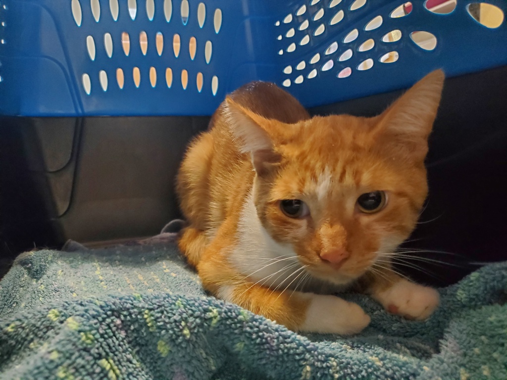 Shelter Stray Male Cat last seen Unknown, Carlsbad, CA, 92011, Oceanside, CA 92058, USA