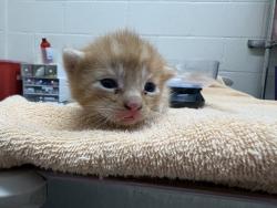 Shelter Stray Male Cat last seen Near Wendi Street, La Mesa, CA, 91942, El Cajon, CA 92020, USA