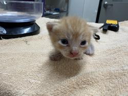 Shelter Stray Male Cat last seen Near Wendi Street, La Mesa, CA, 91942, El Cajon, CA 92020, USA