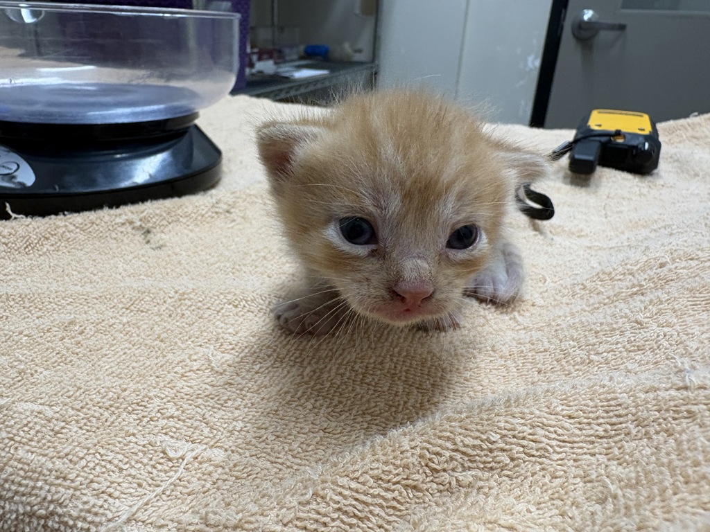 Shelter Stray Male Cat last seen Near Wendi Street, La Mesa, CA, 91942, El Cajon, CA 92020, USA