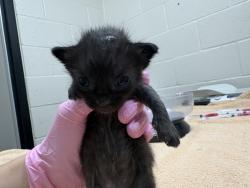 Shelter Stray Male Cat last seen Near Wendi Street, La Mesa, CA, 91942, El Cajon, CA 92020, USA