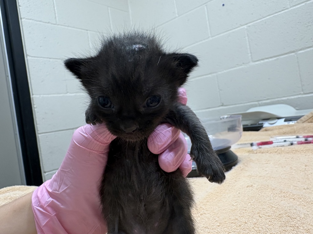 Shelter Stray Male Cat last seen Near Wendi Street, La Mesa, CA, 91942, El Cajon, CA 92020, USA