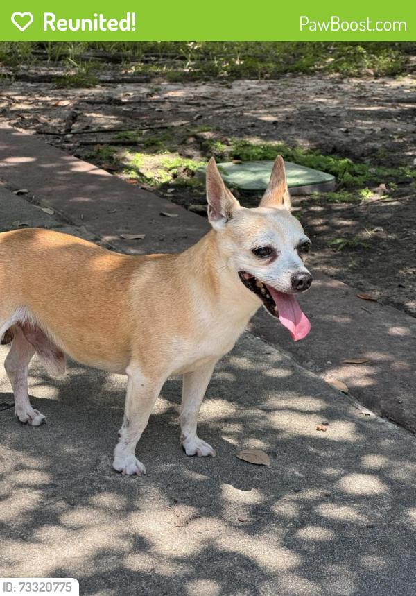 Reunited Male Dog last seen Jackson St & Tuam, Houston, TX 77004