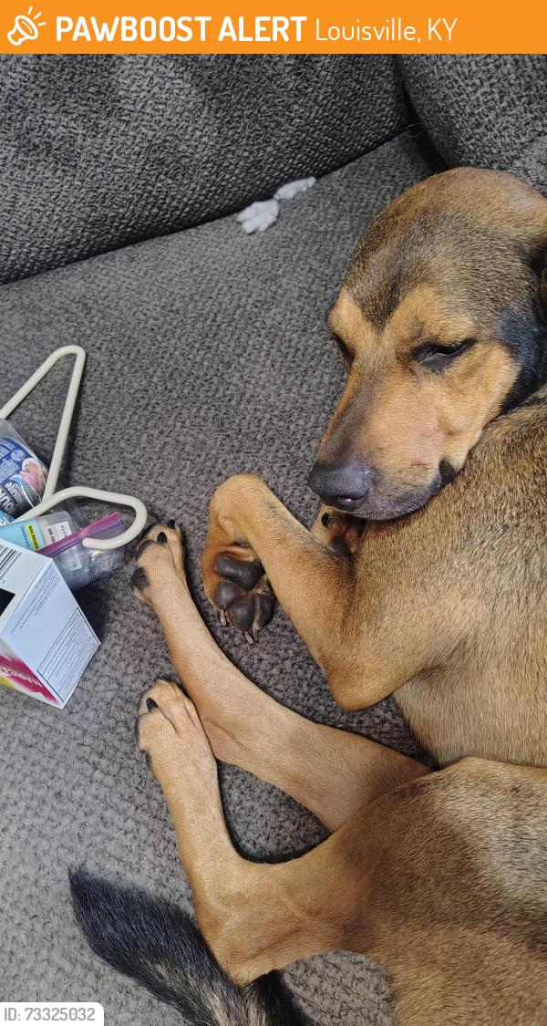Found/Stray Male Dog last seen Next to AutoZone, Louisville, KY 40219