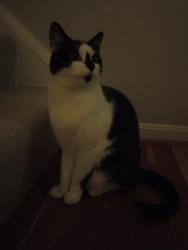 Lost Male Cat last seen Union mill, Clifton, VA 20124