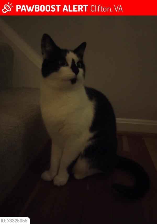Lost Male Cat last seen Union mill, Clifton, VA 20124