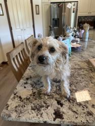 Reunited Female Dog last seen Fox Ln S, Salem, OR 97306