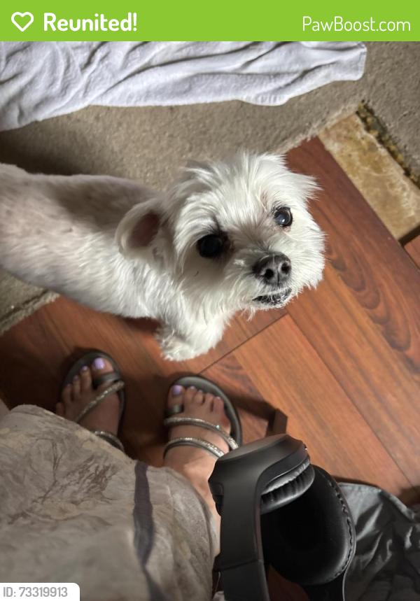 Reunited Male Dog last seen Palmyra Ct, Virginia Beach, VA 23462
