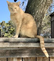 Reunited Male Cat last seen Rivercrest Dr. & West 7th St., Fort Worth, TX 76107