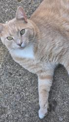 Reunited Male Cat last seen Mollane St to Georgia St, Massillon, OH 44646