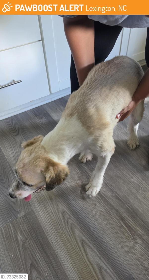 Found/Stray Male Dog last seen Holly grove rd, Lexington, NC 27292