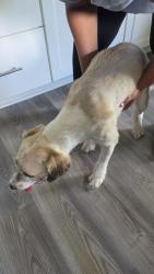 Found/Stray Male Dog last seen Holly grove rd, Lexington, NC 27292