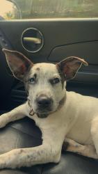 Lost Male Dog last seen springhill road, Santa Rosa County, FL 32570