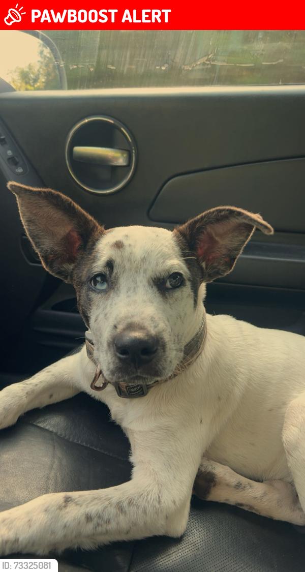 Lost Male Dog last seen springhill road, Santa Rosa County, FL 32570