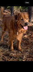 Reunited Male Dog last seen Oakhollow dr, Sacramento, CA 95842