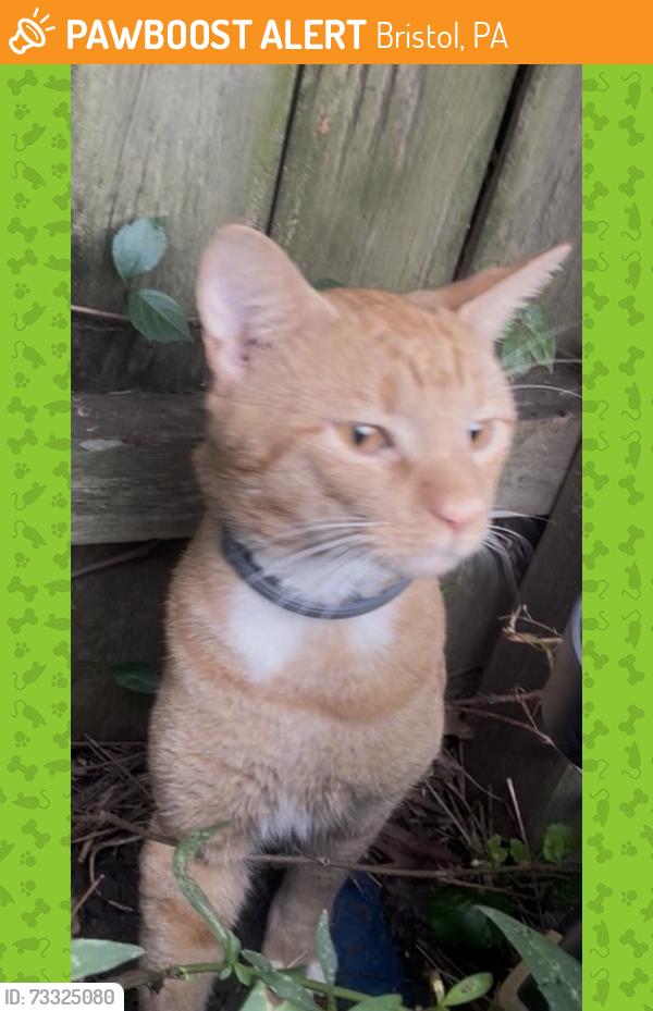Found/Stray Male Cat last seen Newport Road and Prospect Avenue, Bristol, Bristol, PA 19020