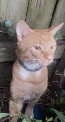 Found/Stray Male Cat last seen Newport Road and Prospect Avenue, Bristol, Bristol, PA 19020