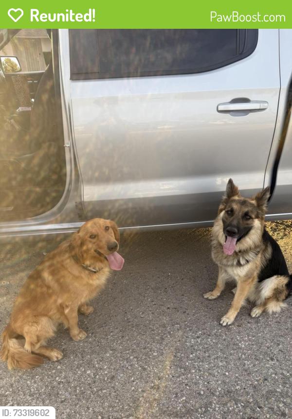 Reunited Male Dog last seen La Mesa Rd, Victorville, CA 92392