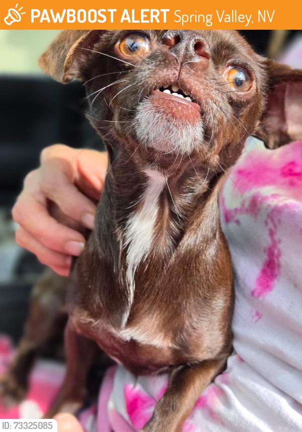 Found/Stray Female Dog last seen Twain and Fort Apache, Spring Valley, NV 89147