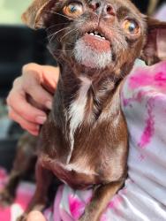 Found/Stray Female Dog last seen Twain and Fort Apache, Spring Valley, NV 89147