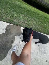 Found/Stray Male Dog last seen Beach & Kernan by Tamaya, Jacksonville, FL 32246