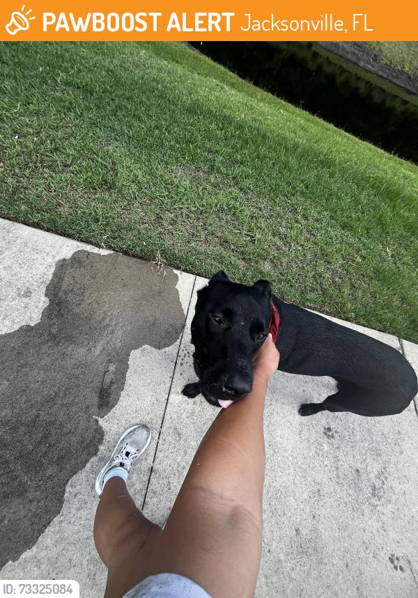 Found/Stray Male Dog last seen Beach & Kernan by Tamaya, Jacksonville, FL 32246
