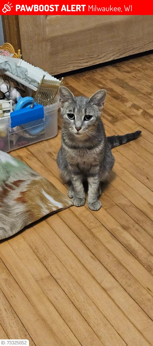 Lost Female Cat last seen O Connor, Dixon, Milwaukee, WI 53214