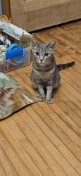 Lost Female Cat last seen O Connor, Dixon, Milwaukee, WI 53214