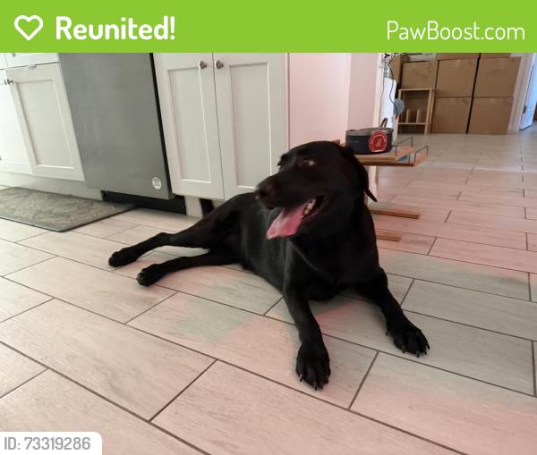 Reunited Female Dog last seen Kismet and Nelson, Cape Coral, FL 33993
