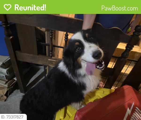 Reunited Female Dog last seen Bass mountain rd, Alamance County, NC 27349