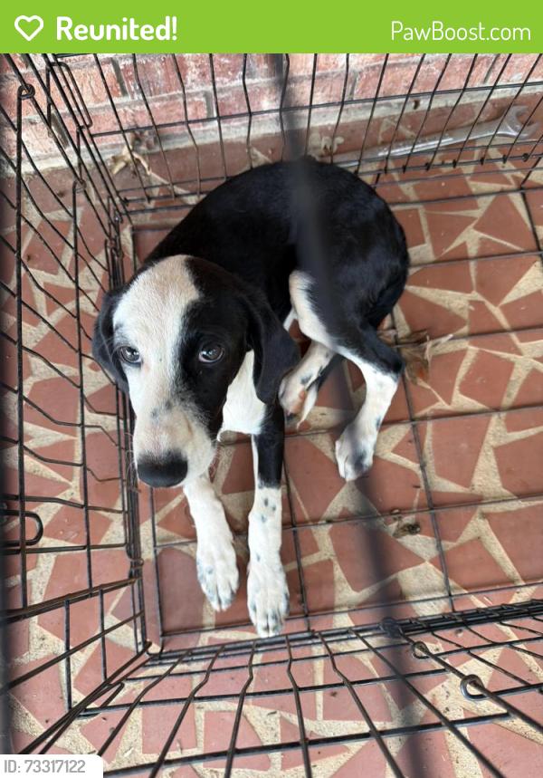 Reunited Female Dog last seen TJCA grammar, Forest City, NC 28043