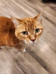 Reunited Male Cat last seen Spring St SE, Smyrna, GA 30080
