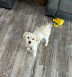 Reunited Female Dog last seen Near north ave, Macomb, MI 48042