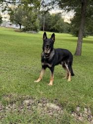 Reunited Male Dog last seen Meadowbrook near church street, Greenville, NC 27834