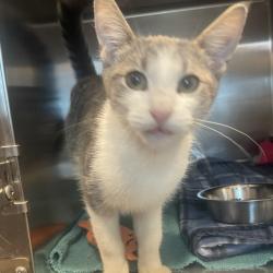 Shelter Stray Male Cat last seen , 21800 Central Ave, Matteson, IL 60443, USA