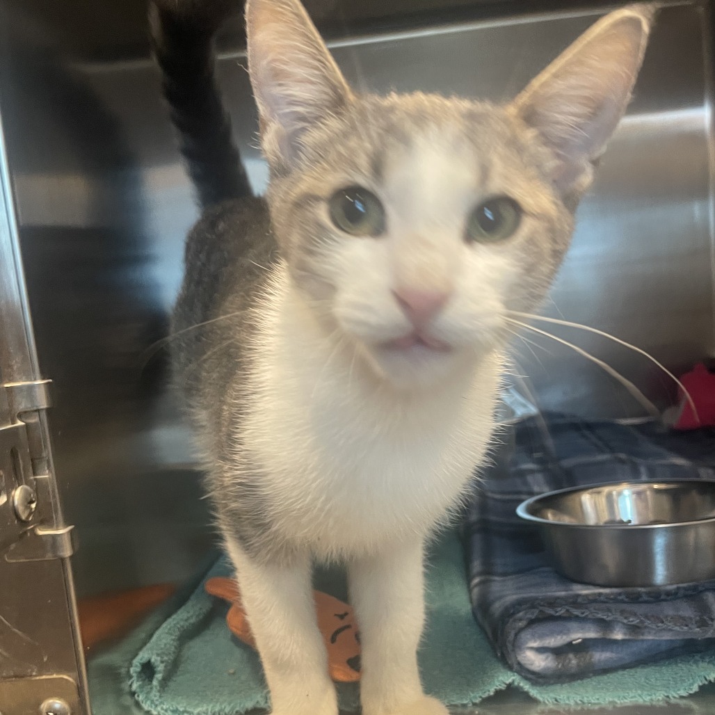 Shelter Stray Male Cat last seen , 21800 Central Ave, Matteson, IL 60443, USA