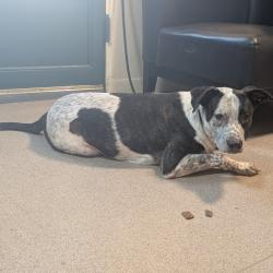 Shelter Stray Unknown Dog last seen , 361 S Raymond Ave, Pasadena, CA 91105, USA
