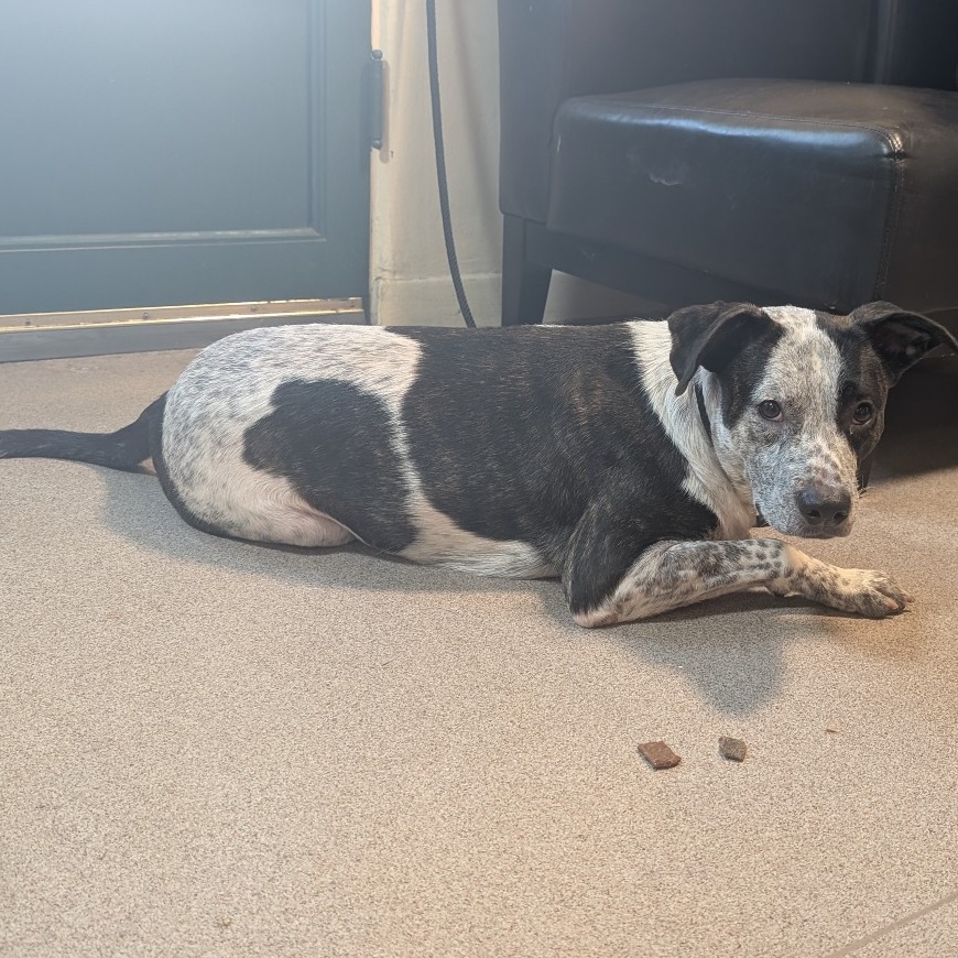 Shelter Stray Unknown Dog last seen , 361 S Raymond Ave, Pasadena, CA 91105, USA