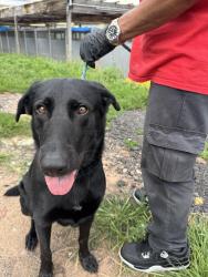 Found/Stray Female Dog last seen Jersey City, Jersey City, NJ 07305