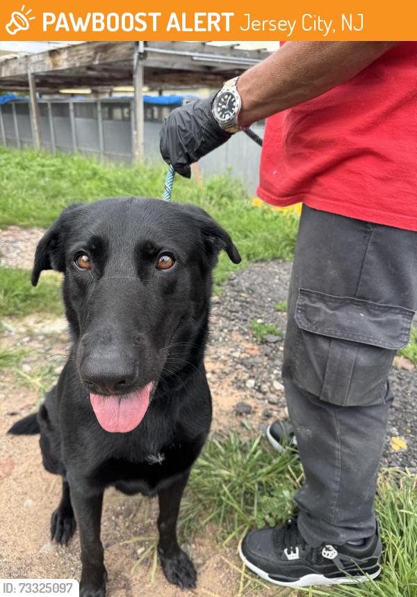 Found/Stray Female Dog last seen Jersey City, Jersey City, NJ 07305