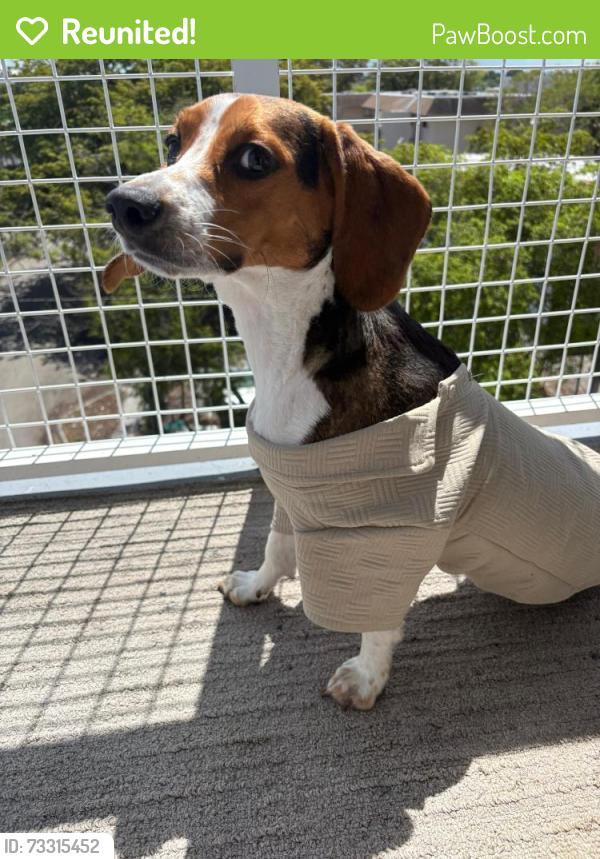 Reunited Female Dog last seen Servants of the pierced hearts of Jesus and mary, Miami, FL 33145